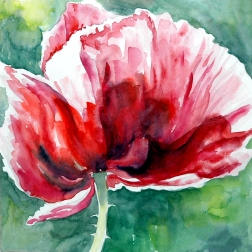 poppy in red, watercolour