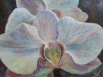 fleurs d'orchidée blanche, huile sur toile, 30 x 40 cm